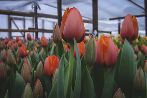 How to grow tulips in a greenhouse