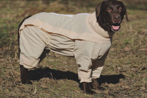 Come proteggere un cane dalle zecche