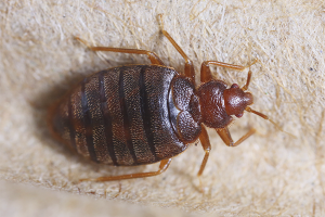 How to deal with bed bugs