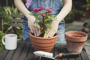 How to transplant a flower in another pot