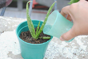 How to water aloe