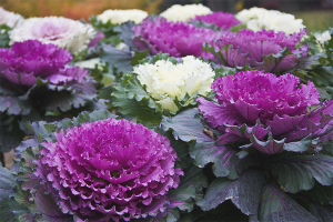 How to grow ornamental cabbage