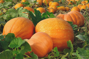 How to grow a pumpkin in the open ground