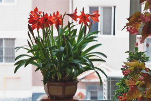 How to make hippeastrum bloom