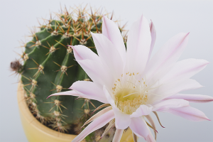 How to make cacti bloom