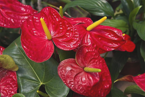 Why does not Anthurium bloom
