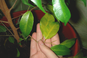 Why do ficus leaves turn yellow and fall