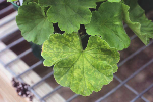 Why do geraniums turn yellow and dry