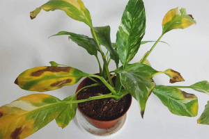 Why spathiphyllum leaves turn yellow