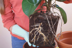 How to transplant ficus
