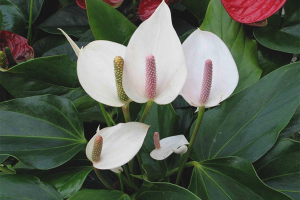 Why spathiphyllum does not bloom