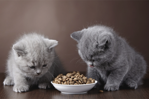 Comment former un chaton à la nourriture sèche