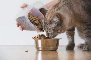 Come nutrire un gatto con l'urolitiasi