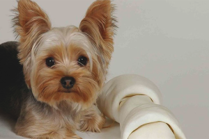 How to care for the Yorkshire Terrier