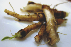 Dandelion root