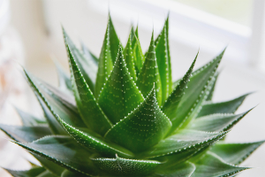 Medicinal properties and contraindications of aloe