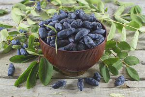 The benefits and harms of honeysuckle