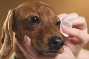 Come sciacquare gli occhi di un cane