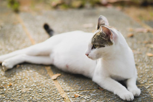 Hvordan forstå at en katt er gravid