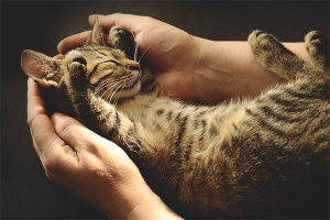 Come insegnare a un gatto alle mani