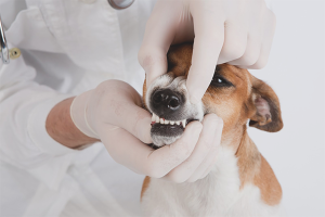 Comment enlever le tartre chez un chien