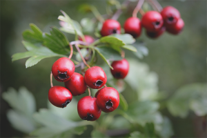 I benefici e i danni del biancospino