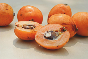 The benefits and harms of medlar