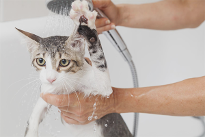 À quelle fréquence puis-je laver un chat?