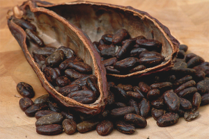 The benefits and harms of cocoa beans