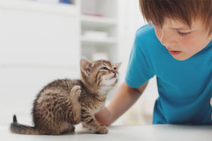 Come ottenere una pulce da un gattino