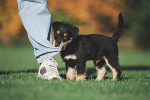 Come svezzare un cucciolo per mordere e afferrare le gambe