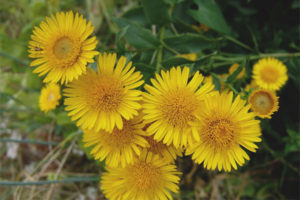 Elecampane'nin tıbbi özellikleri ve kontrendikasyonları