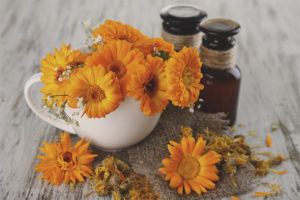 Therapeutic properties and contraindications of calendula