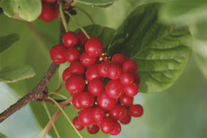 Schisandra chinensis'in tıbbi özellikleri ve kontrendikasyonları