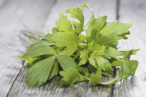 Medicinal properties and contraindications of the lovage