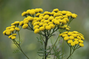 Medicinal properties and contraindications tansy