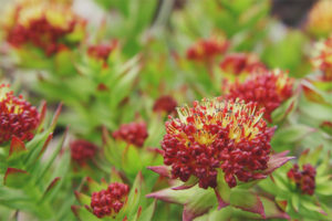 Therapeutic properties and contraindications of Rhodiola rosea
