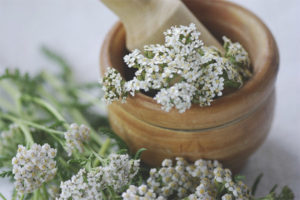 Proprietà medicinali e controindicazioni di achillea