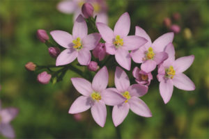 Medicinal properties and contraindications of centaury