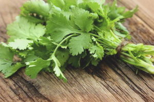 Useful properties and contraindications of cilantro