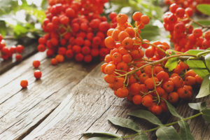 Useful properties and contraindications of red mountain ash