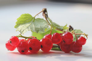 Useful properties and contraindications of red currant