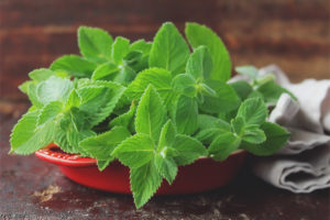 Useful properties and contraindications of mint