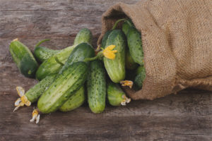 Useful properties and contraindications of cucumbers