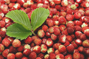 Useful properties and contraindications of strawberries