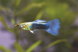 Come prendersi cura dei pesci guppy in un acquario