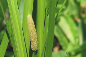 Propietats medicinals i contraindicacions pantans de calamus