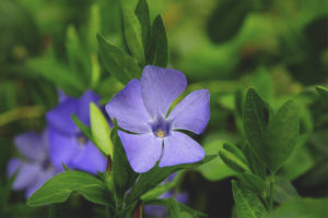 Medicinal properties and contraindications periwinkle