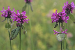 Proprietà medicinali e controindicazioni delle lettere iniziali