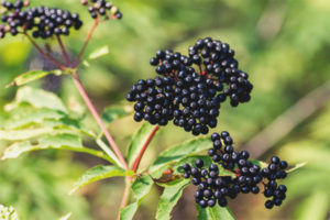 Medisinske egenskaper og kontraindikasjoner elderberry